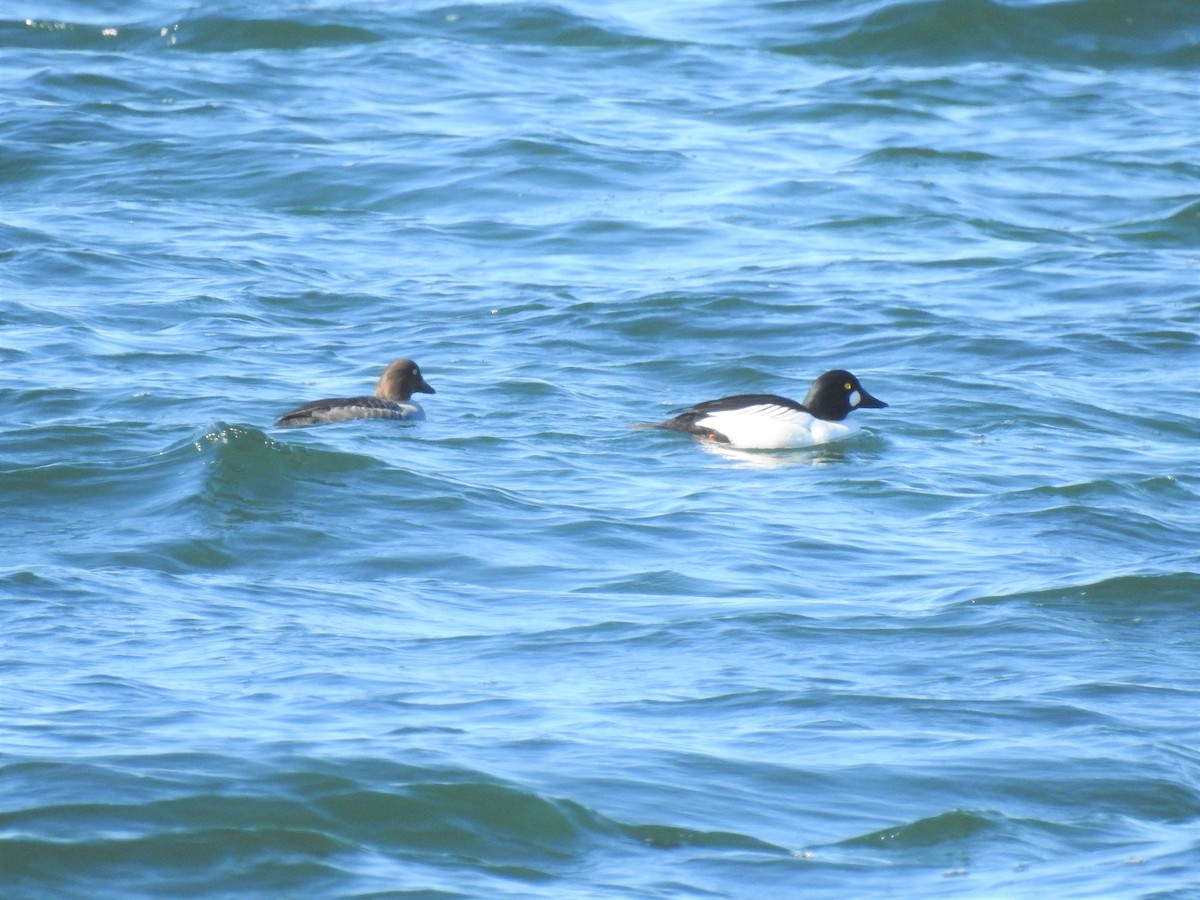 Common Goldeneye - Vincent Glasser