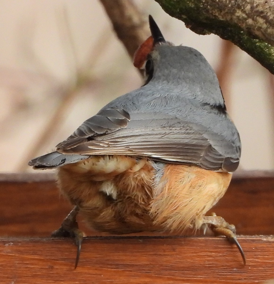 Eurasian Nuthatch - Joe Minor