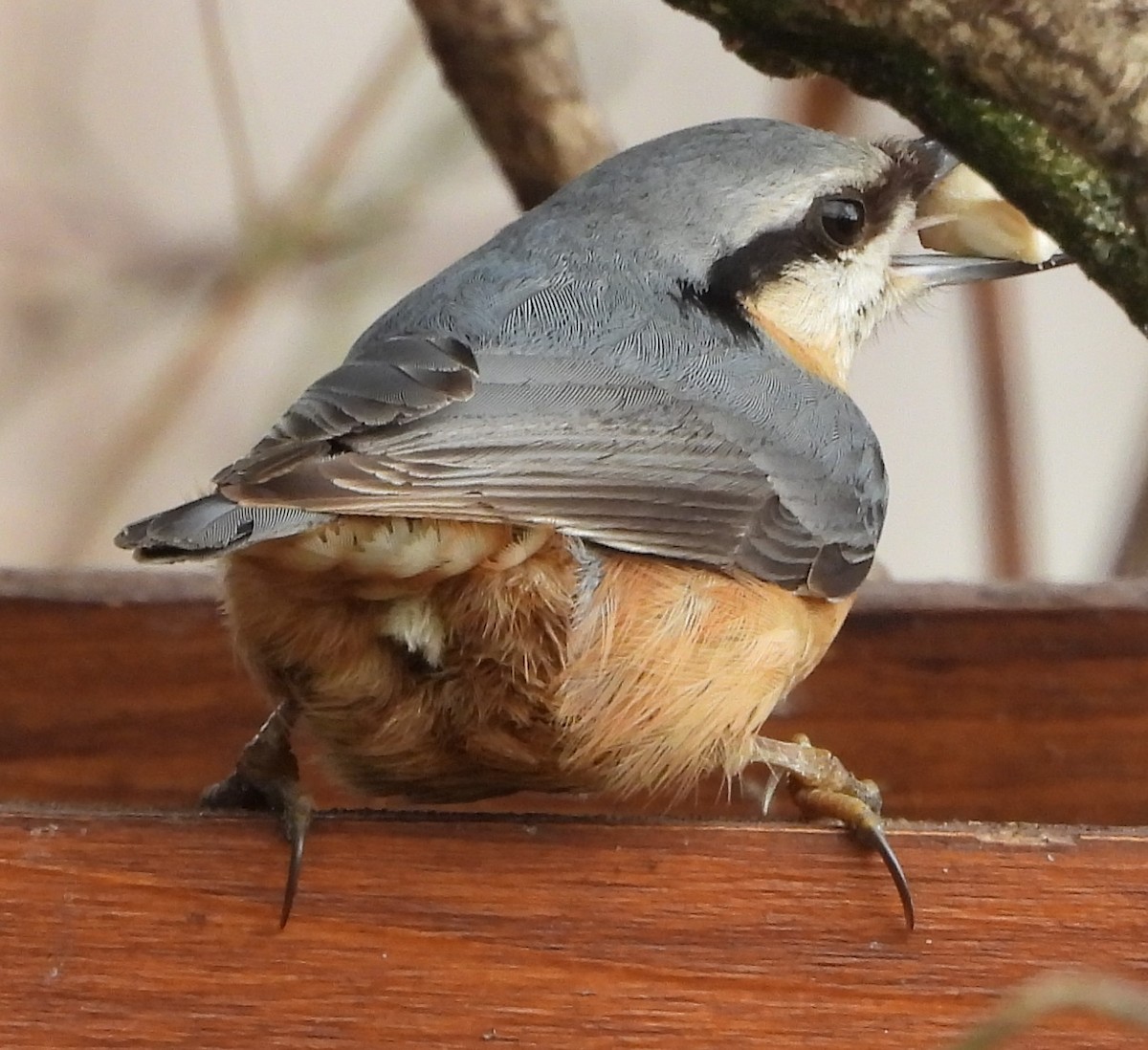 Eurasian Nuthatch - ML207133911