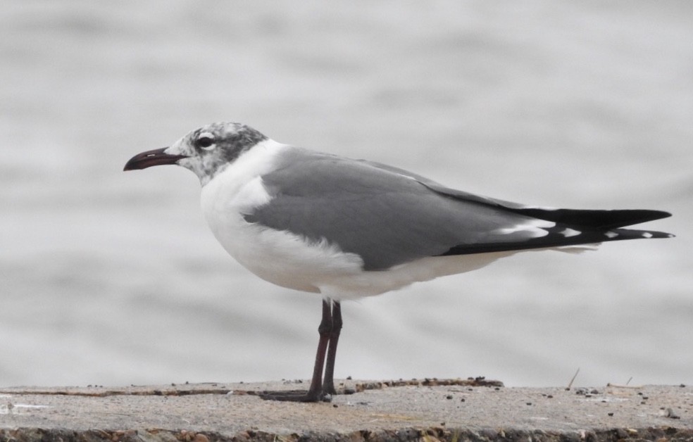 Mouette atricille - ML207134411