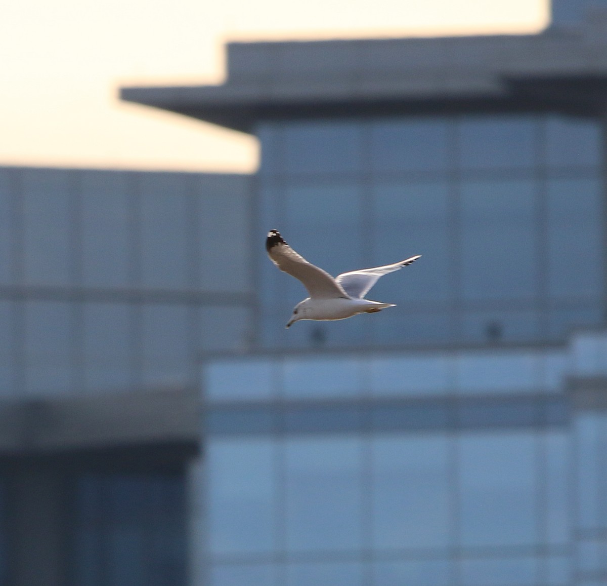 Ring-billed Gull - ML207134481