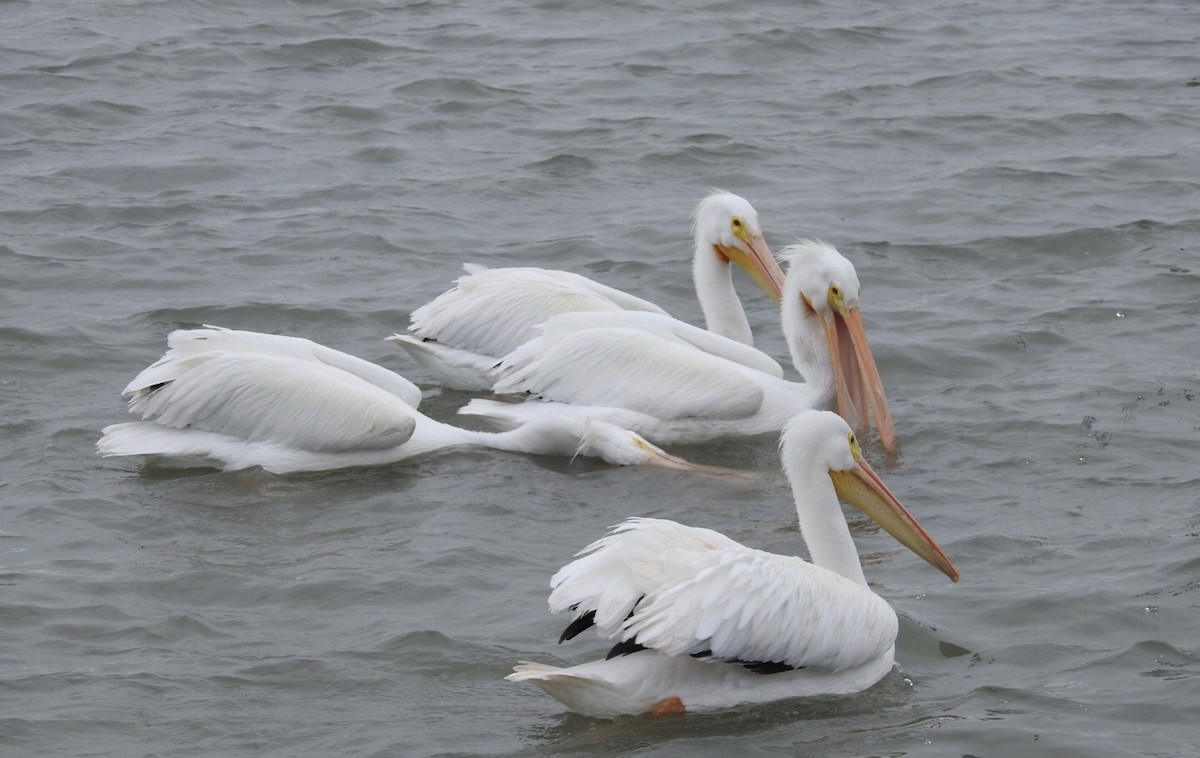 pelikán severoamerický - ML207134541
