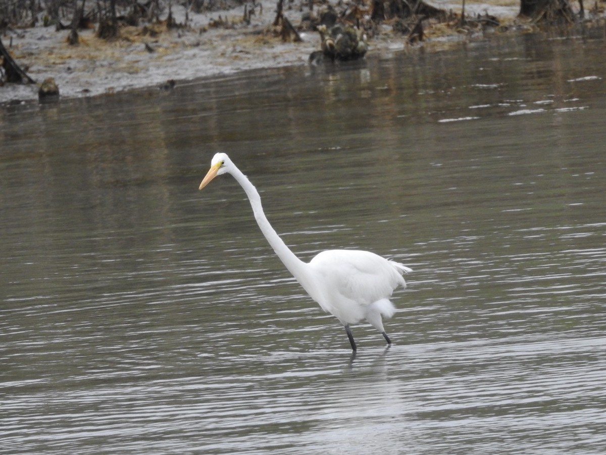 Great Egret - Michael Dolfay