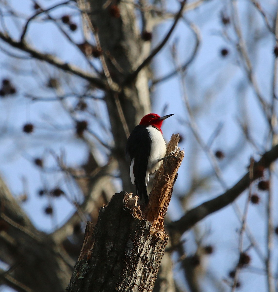 Red-headed Woodpecker - ML207134761