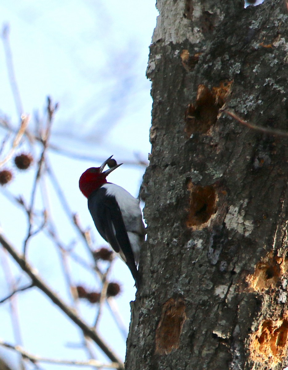 Red-headed Woodpecker - ML207134781