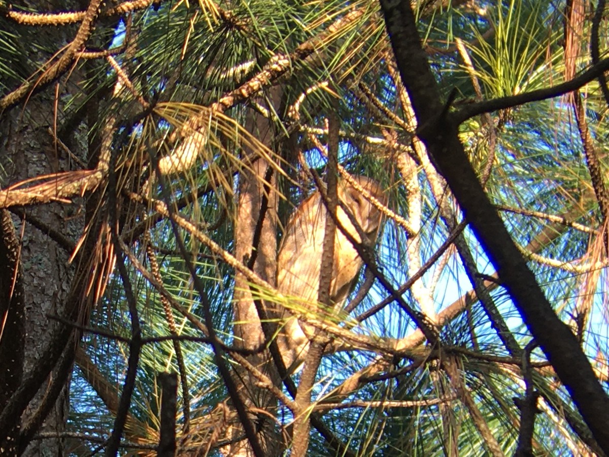 Barn Owl - ML207135281