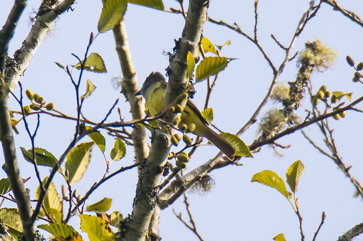 Great Crested Flycatcher - ML20713691