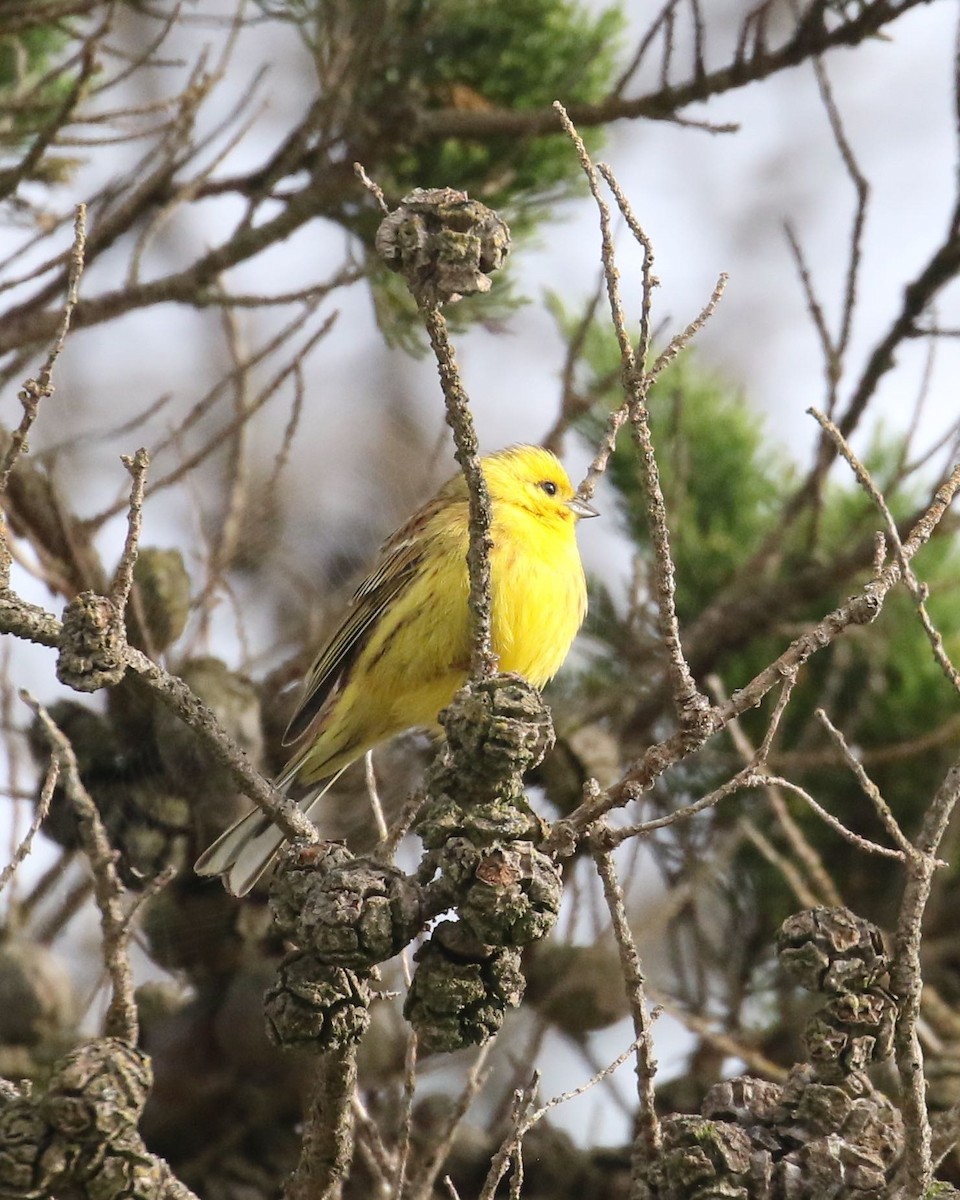 Yellowhammer - ML207137571