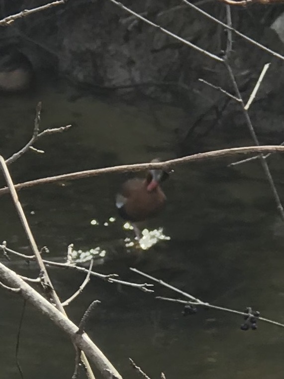Black-bellied Whistling-Duck - ML207139791
