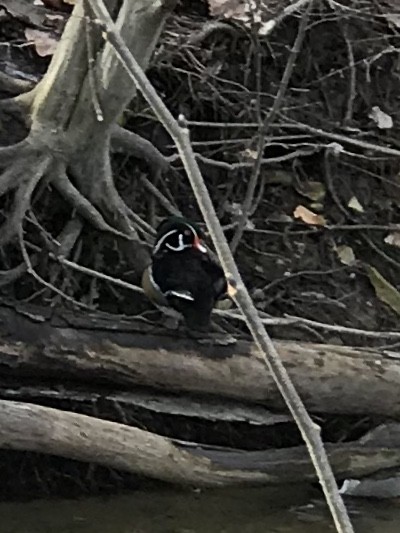 Wood Duck - ML207139881