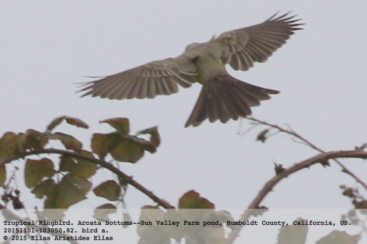 Tropical Kingbird - ML20714051