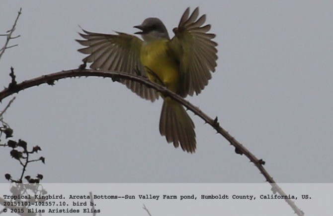 Tropical Kingbird - ML20714061