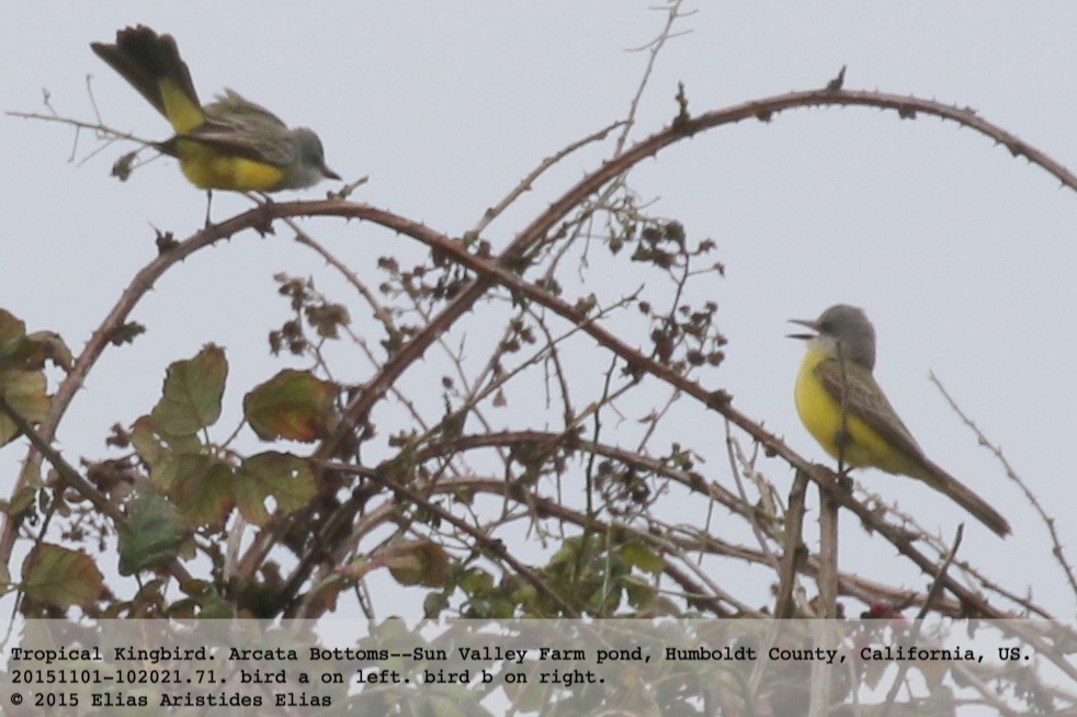 Tropical Kingbird - ML20714071