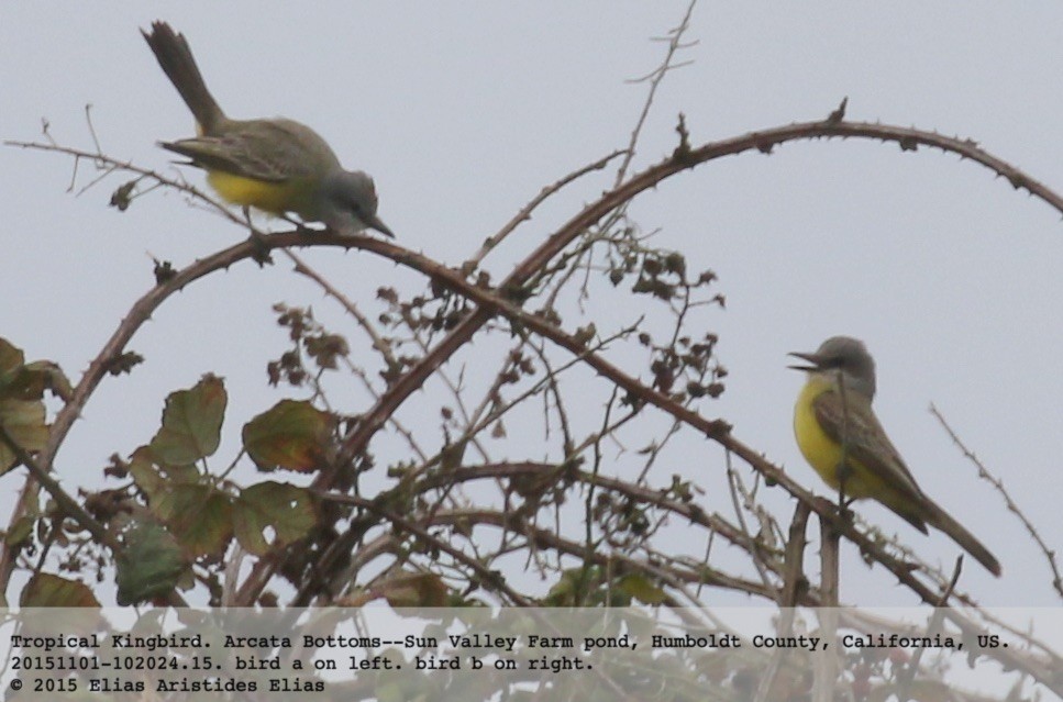 Tropical Kingbird - ML20714091