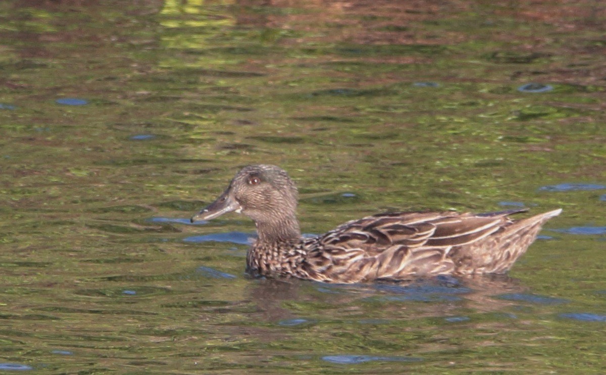 Mallard - ML207141961