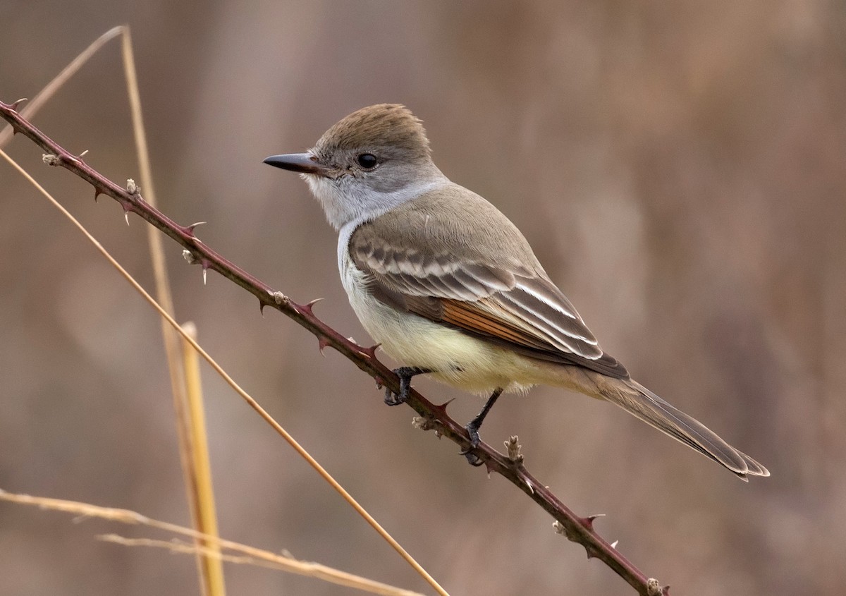 Ash-throated Flycatcher - ML207142761