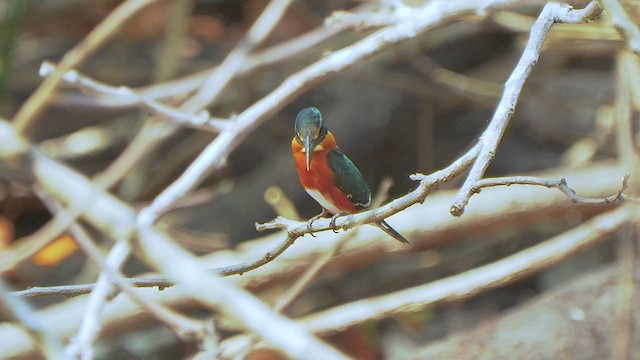 American Pygmy Kingfisher - ML207142771