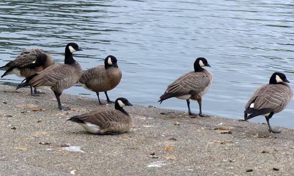 Cackling Goose - Gena Zolotar