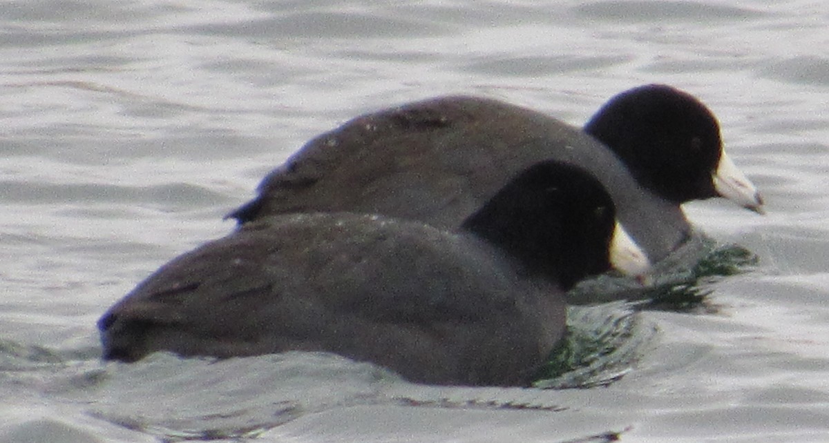 American Coot - ML207143621
