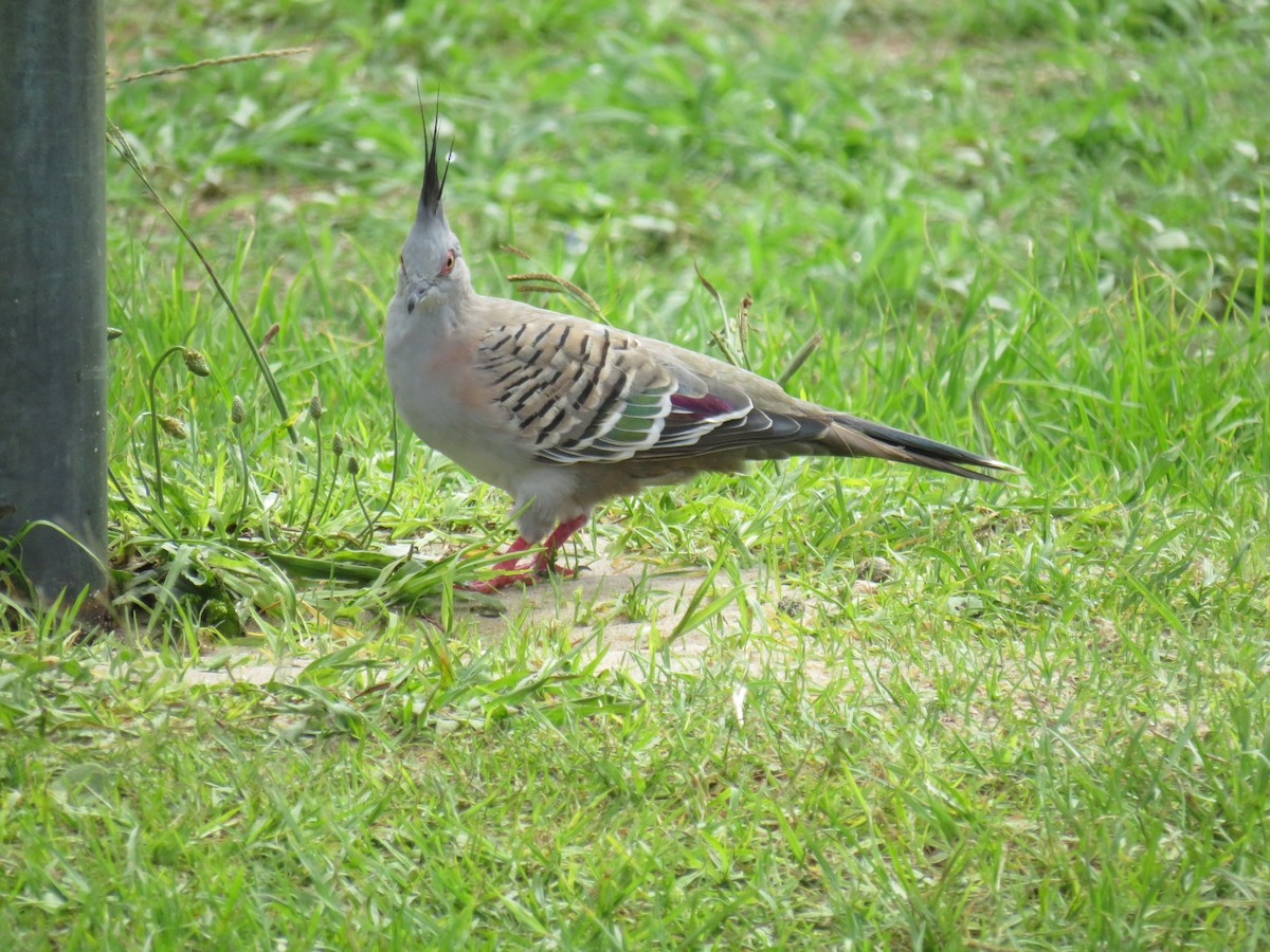 Crested Pigeon - ML207144431