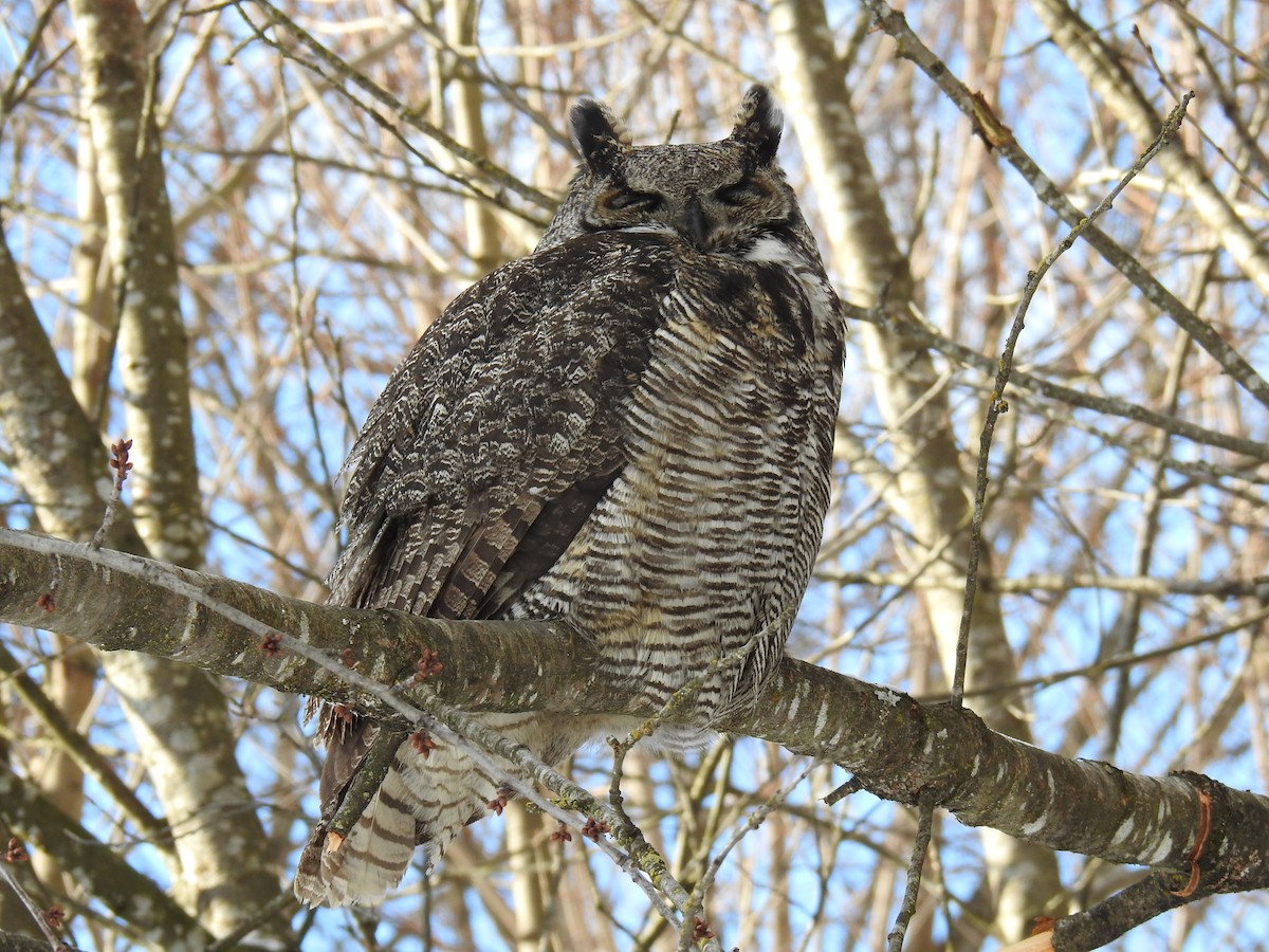 Great Horned Owl - ML207145521