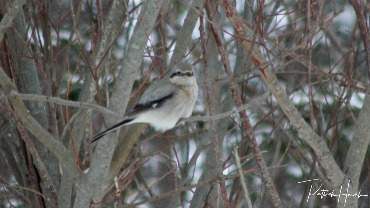 Northern Shrike - ML207148541