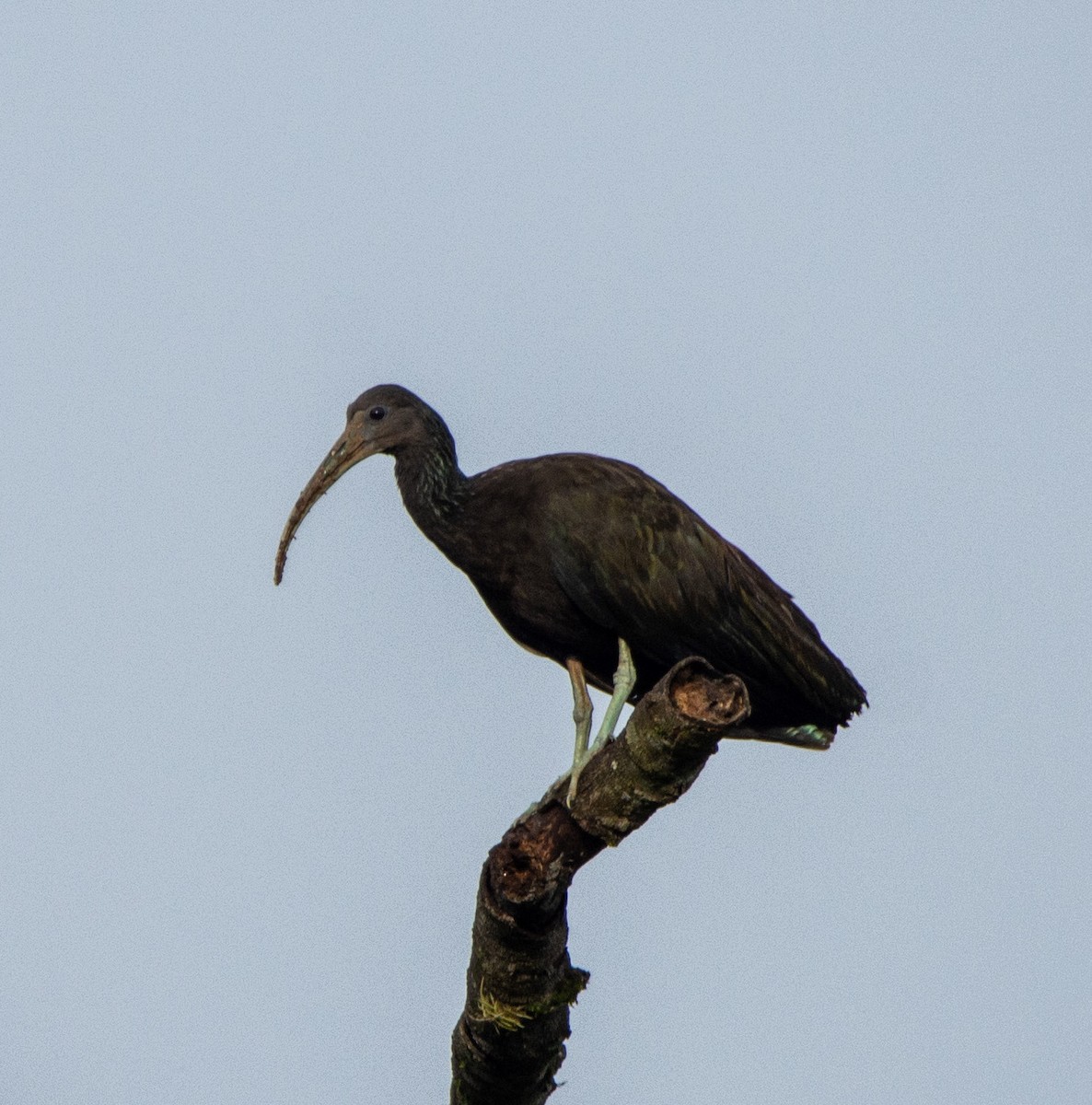 ibis zelený - ML207149831