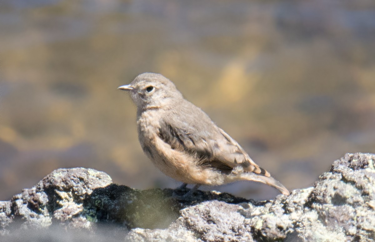 Rufous-banded Miner - Diego Villagran