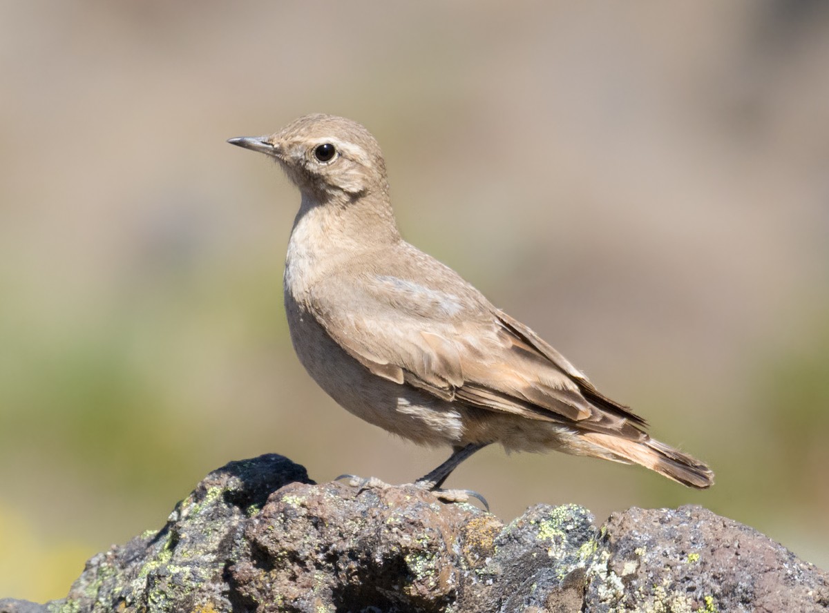 Rufous-banded Miner - ML207151351