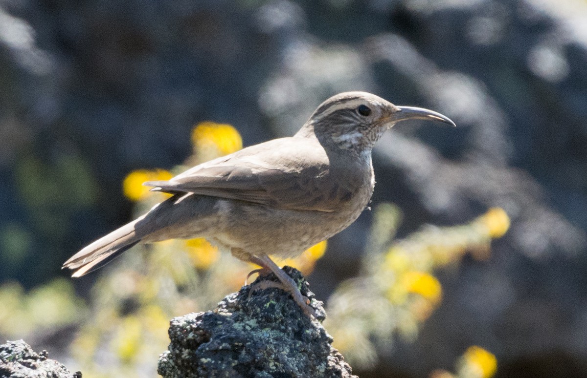 Patagonian Forest Earthcreeper - ML207151441