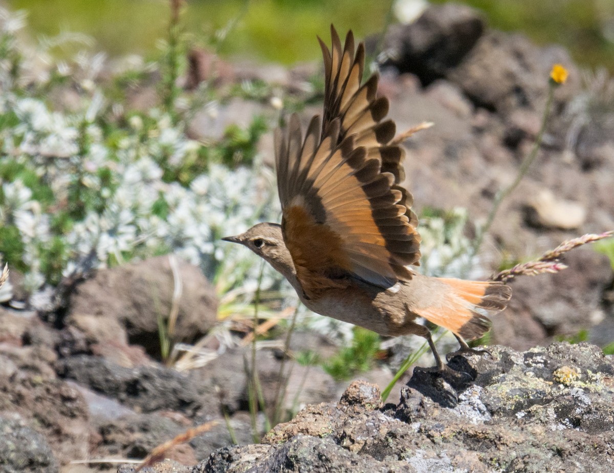 Rufous-banded Miner - ML207151491