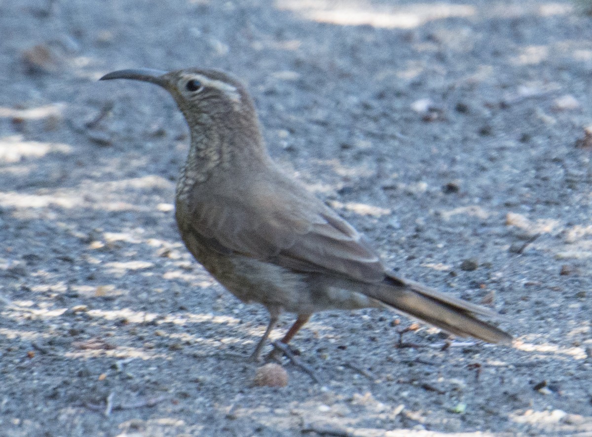 Patagonian Forest Earthcreeper - ML207151651