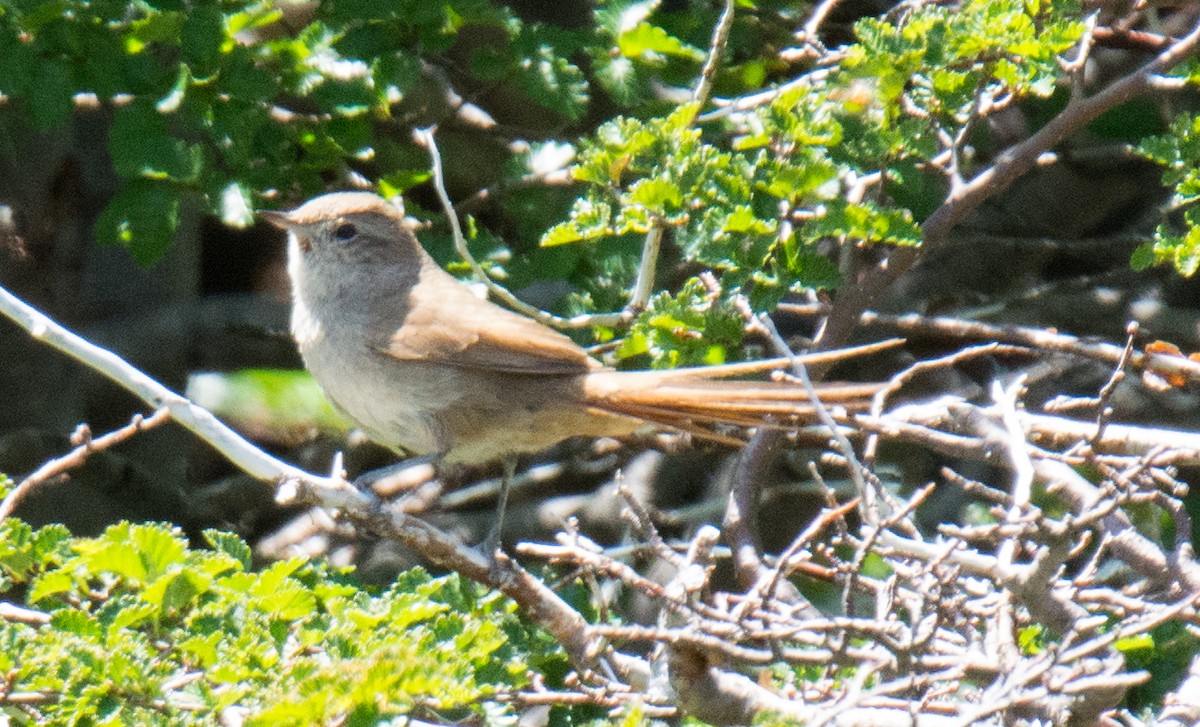 Sharp-billed Canastero - ML207151701