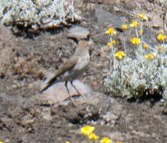 White-browed Ground-Tyrant - ML207151831