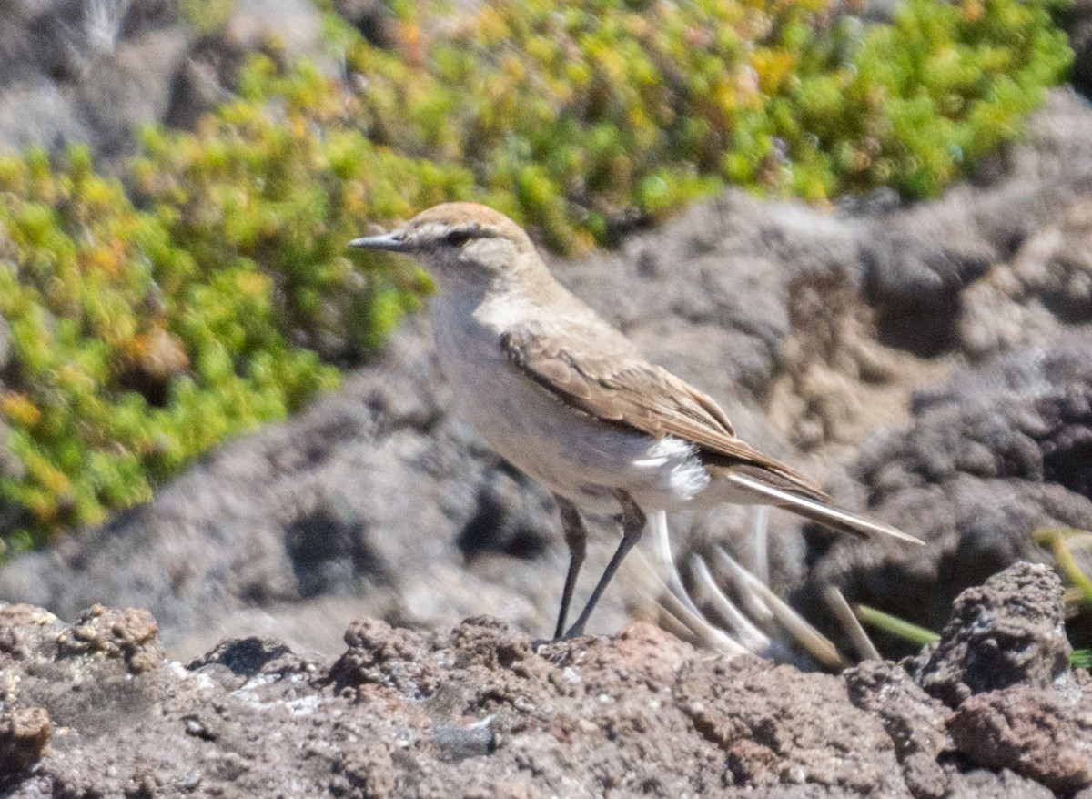 White-browed Ground-Tyrant - ML207151851