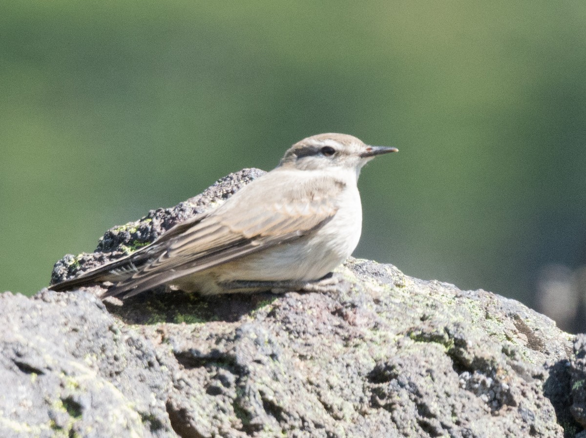 White-browed Ground-Tyrant - ML207151991