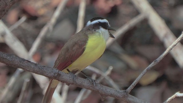 Great Kiskadee - ML207152181