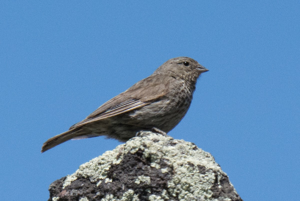 Plumbeous Sierra Finch - Diego Villagran