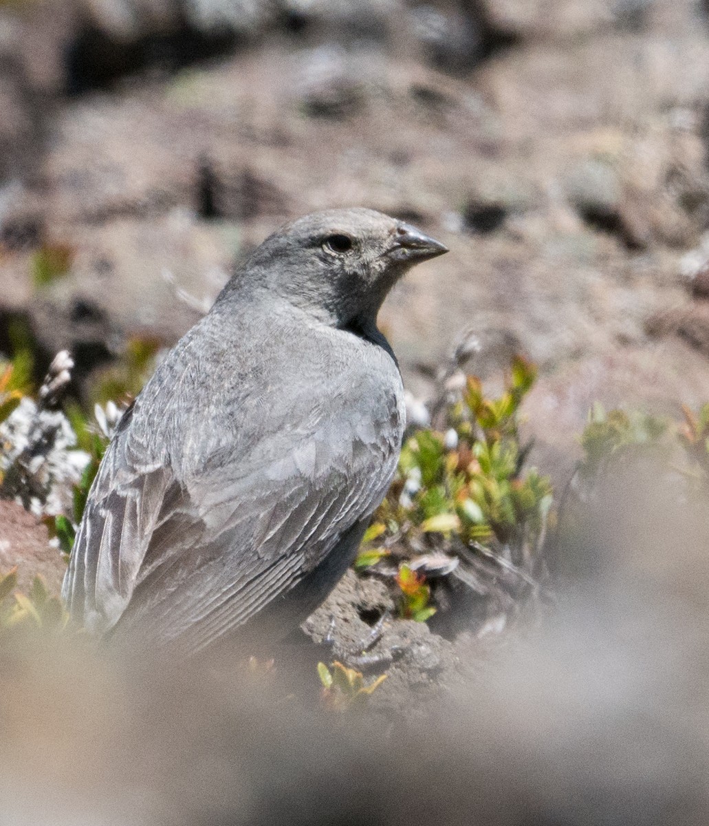 Plumbeous Sierra Finch - ML207152211