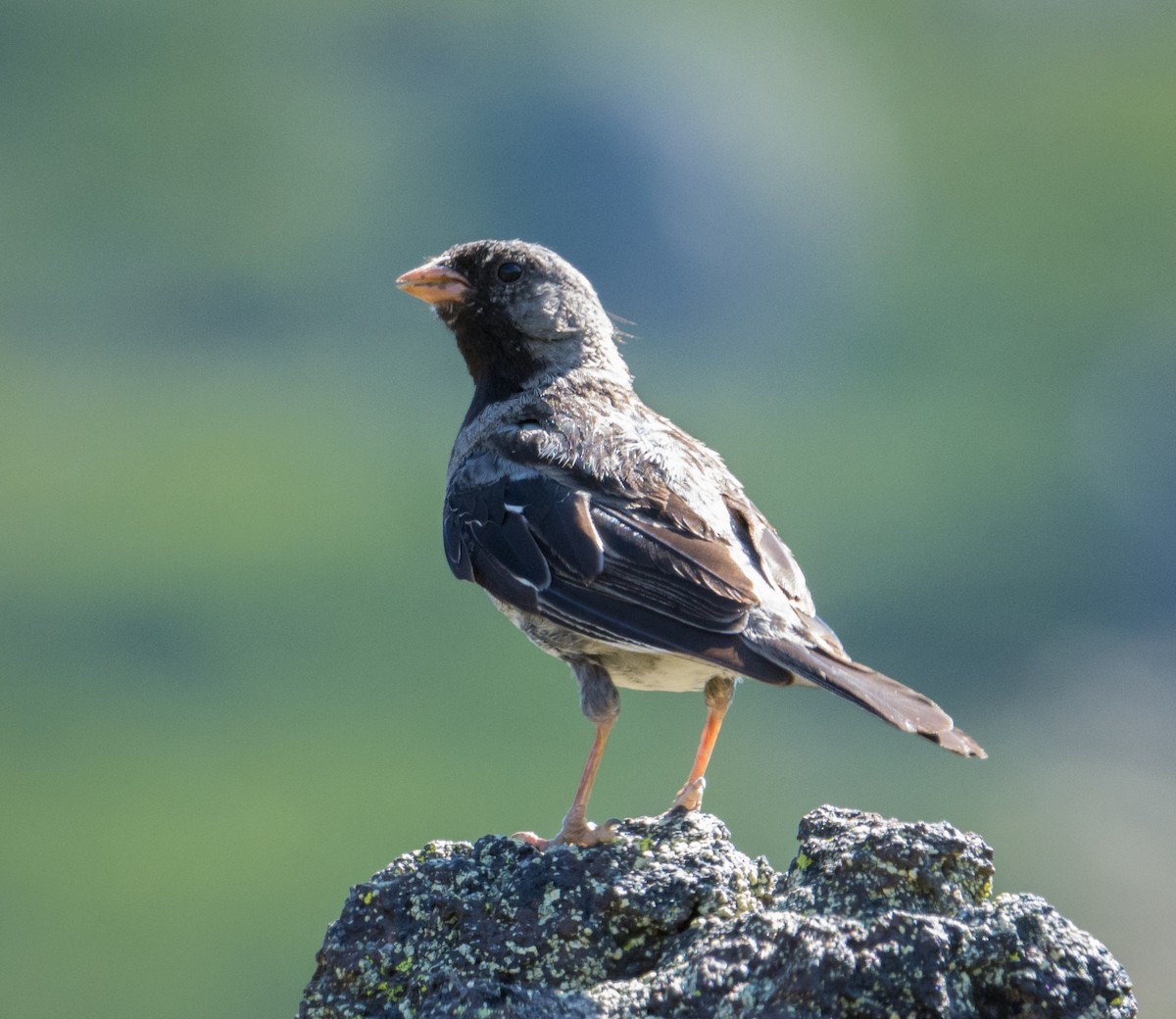 Mourning Sierra Finch - ML207152371