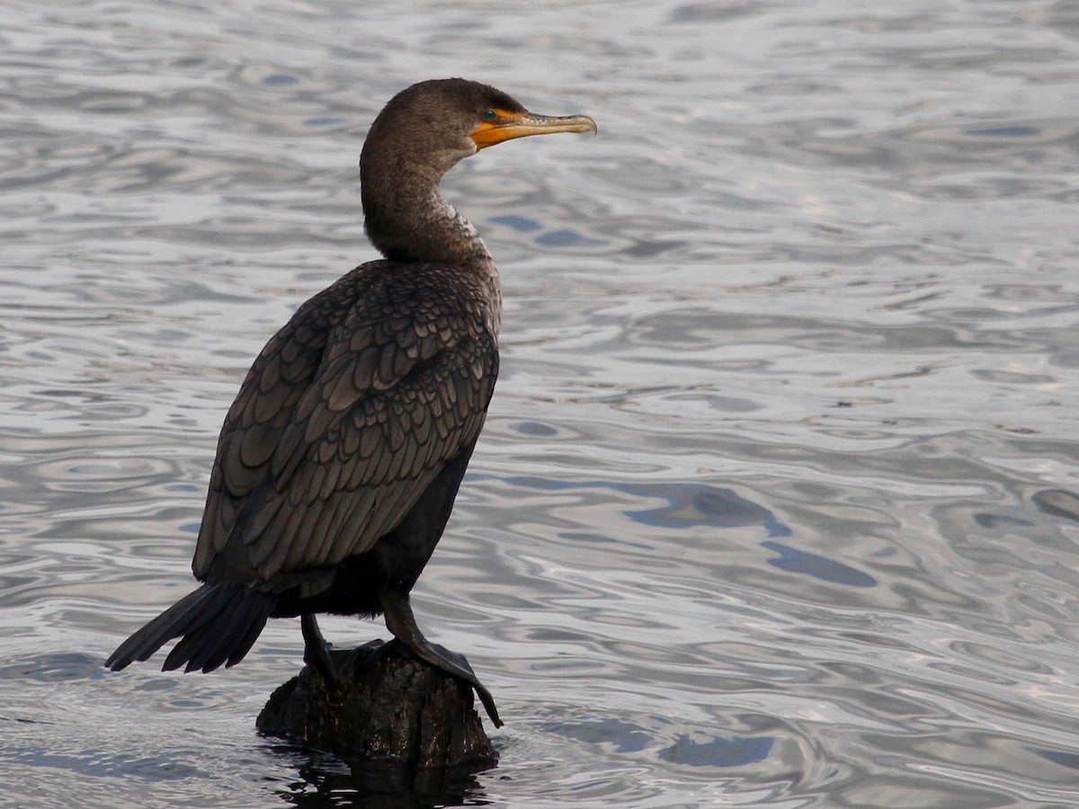 Double-crested Cormorant - ML207152811