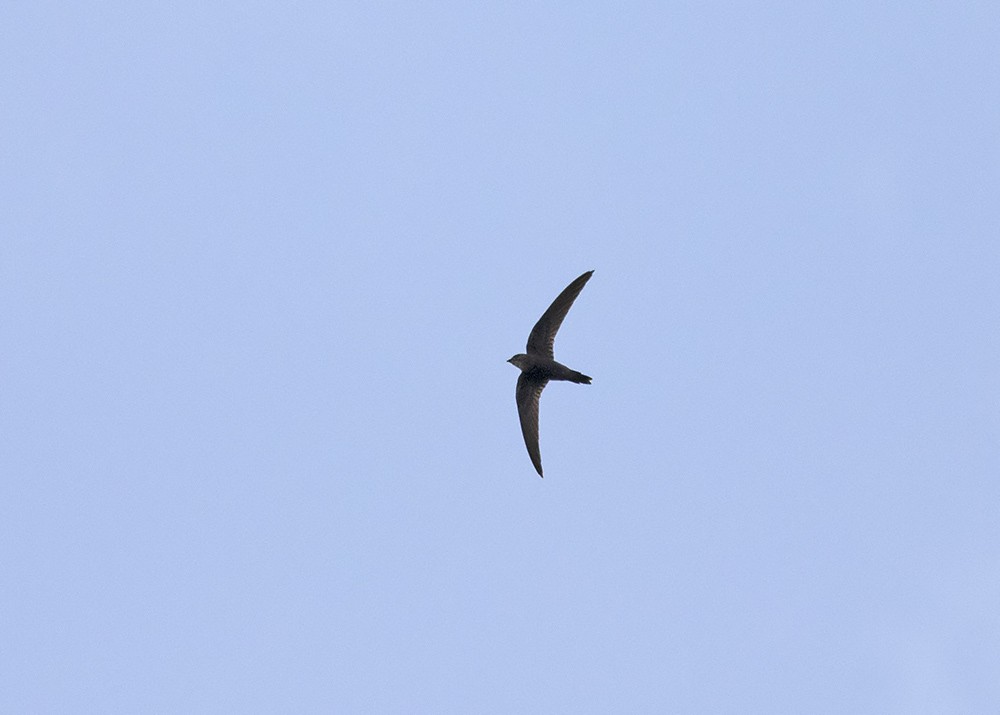 Pacific Swift - Stephen Murray