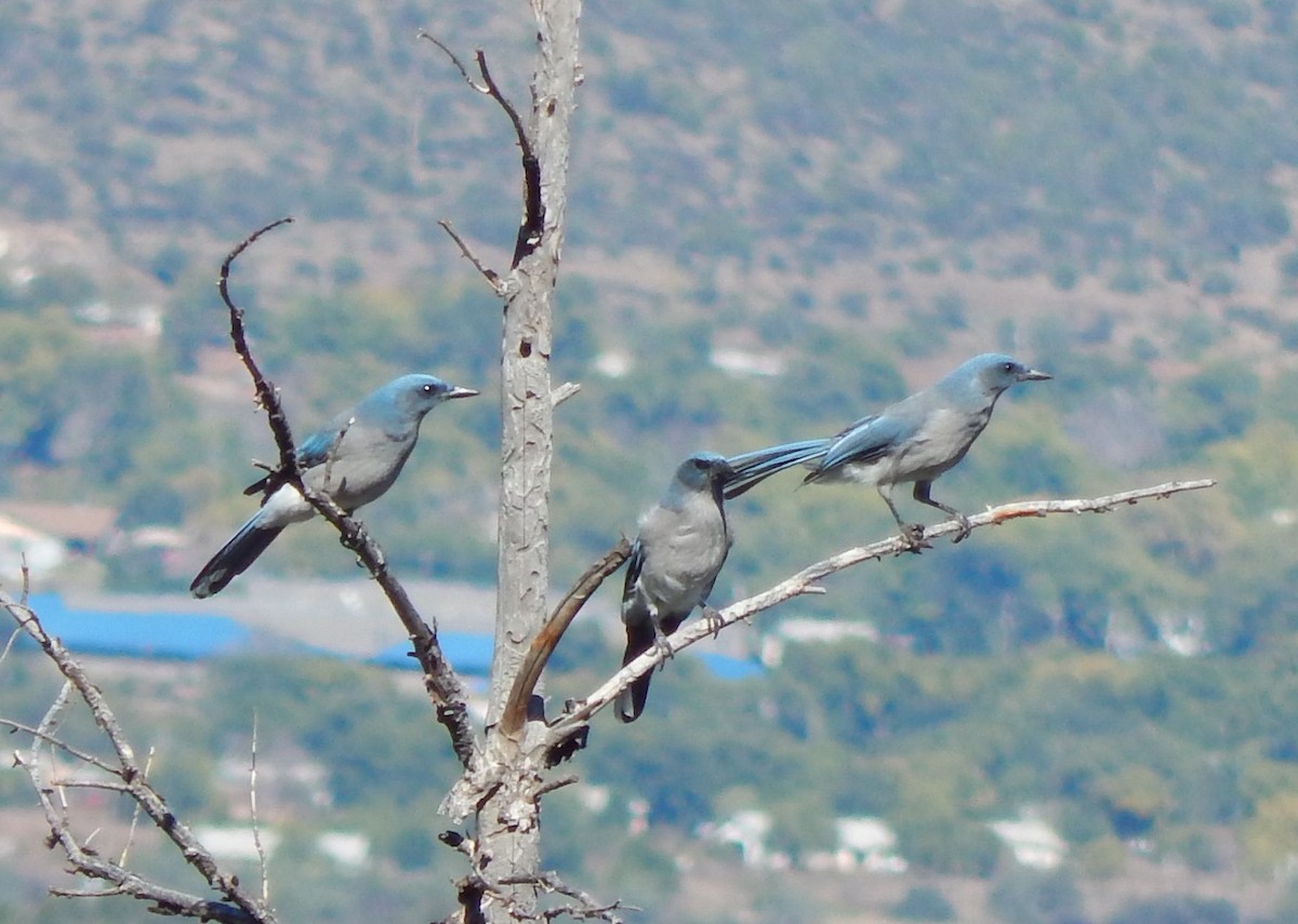 Mexican Jay - ML20715541