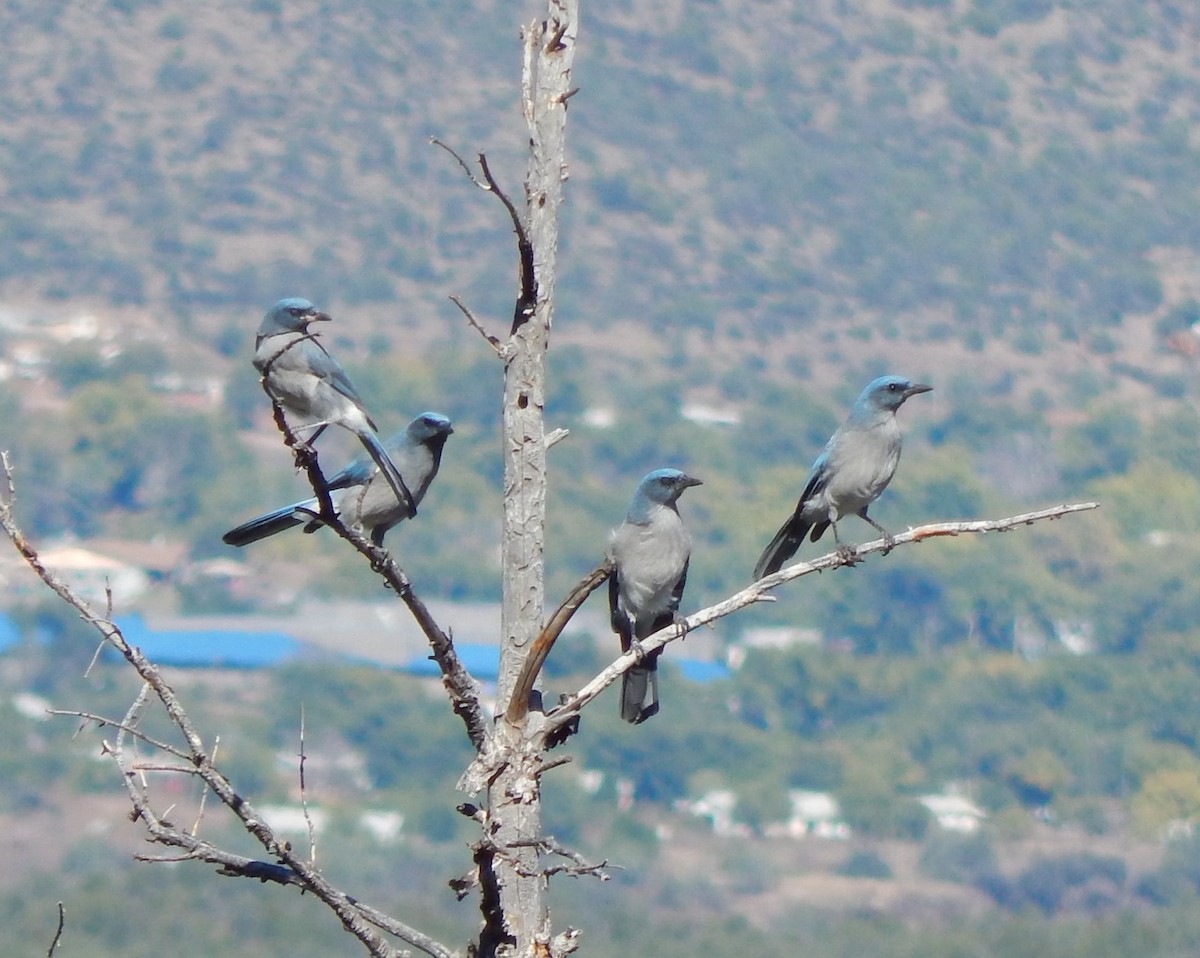 Mexican Jay - ML20715561