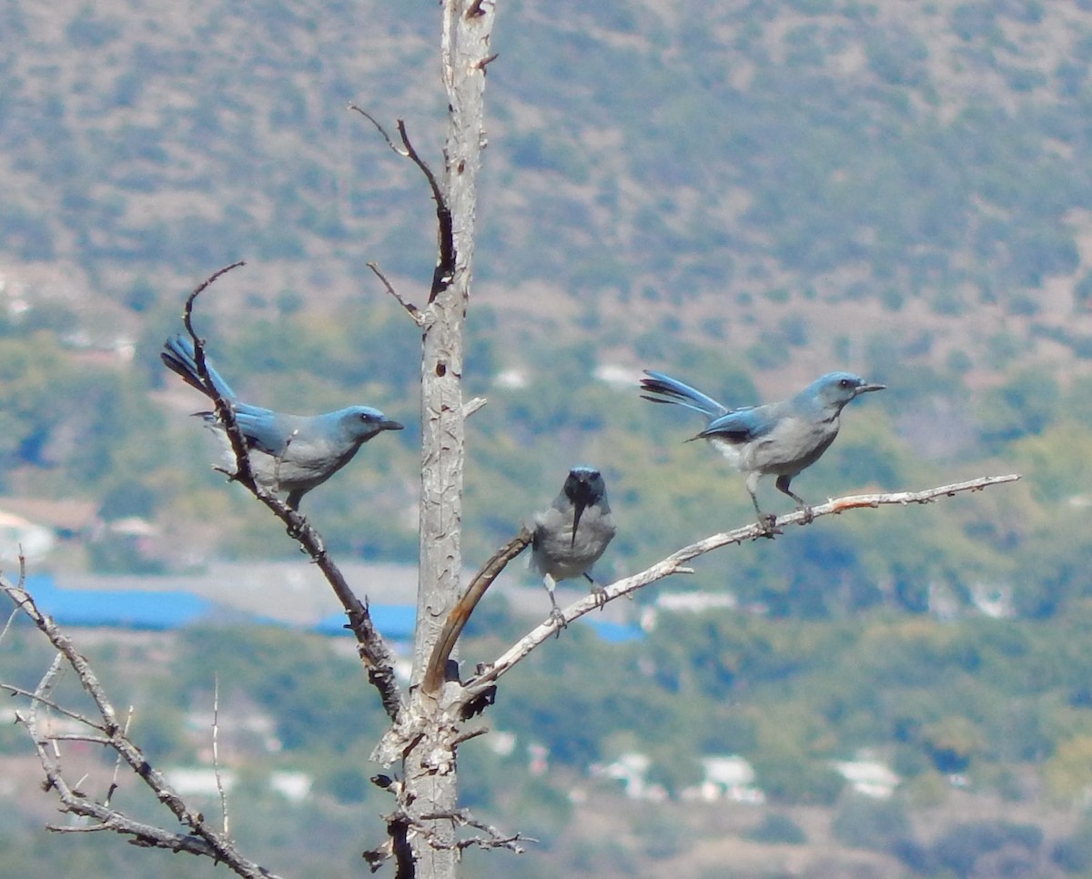 Mexican Jay - ML20715571