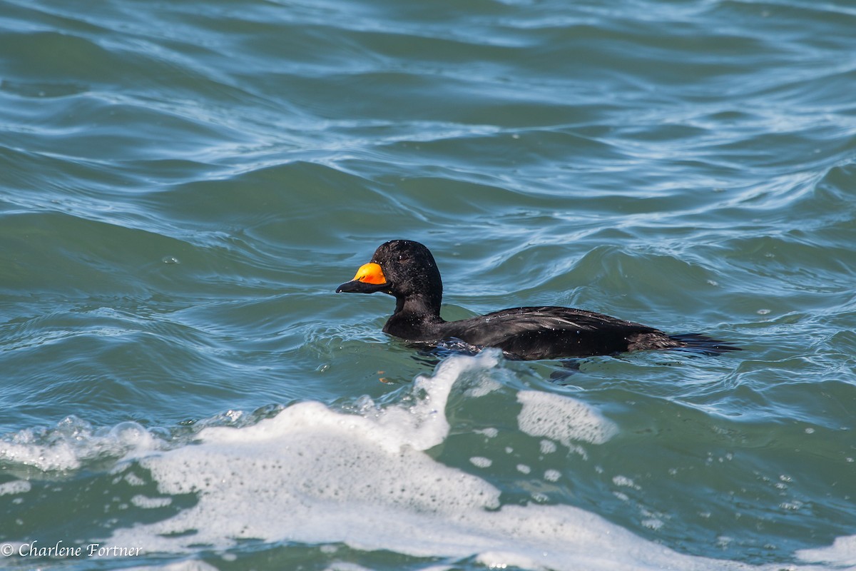 Black Scoter - Charlene Fortner