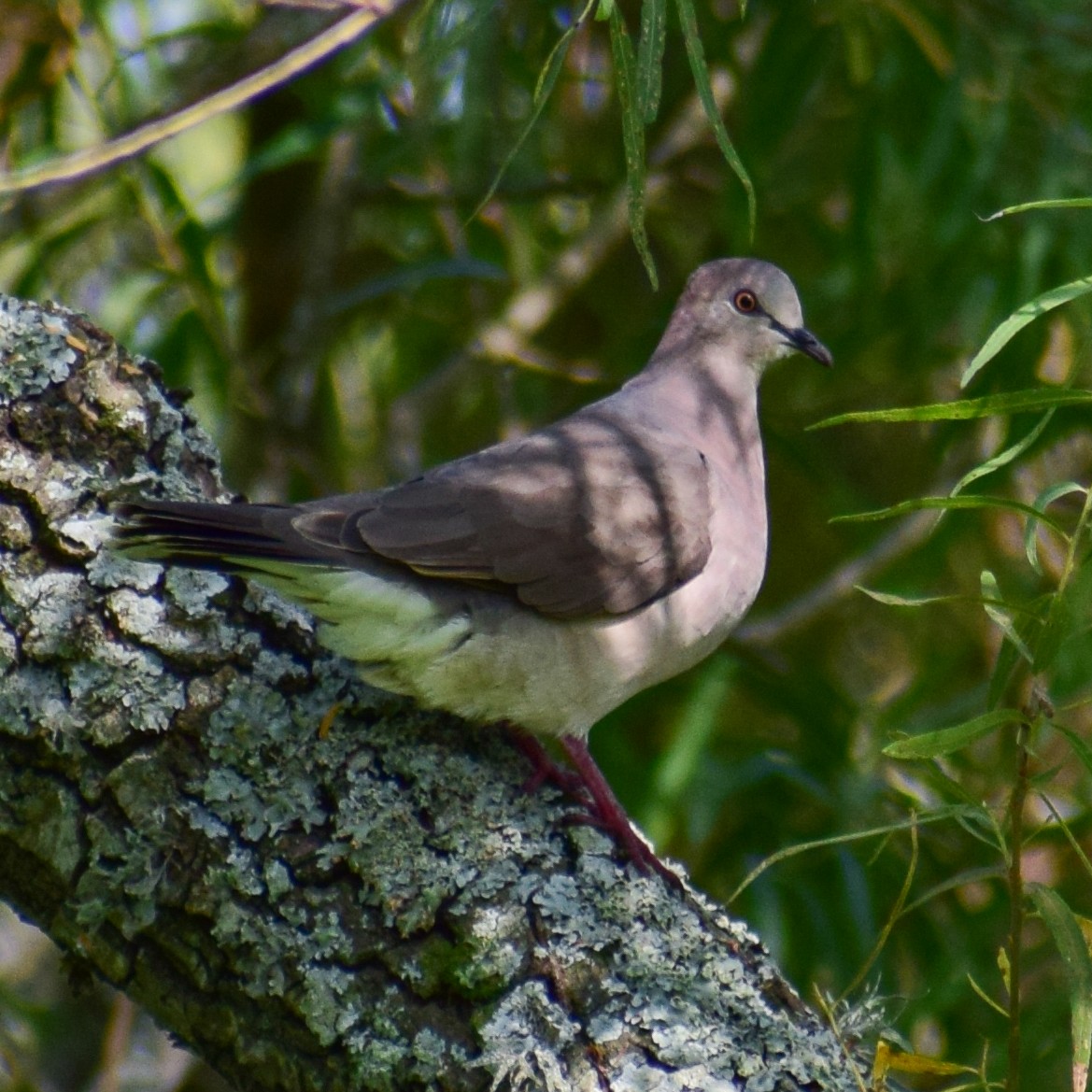 White-tipped Dove - Claudio Martin