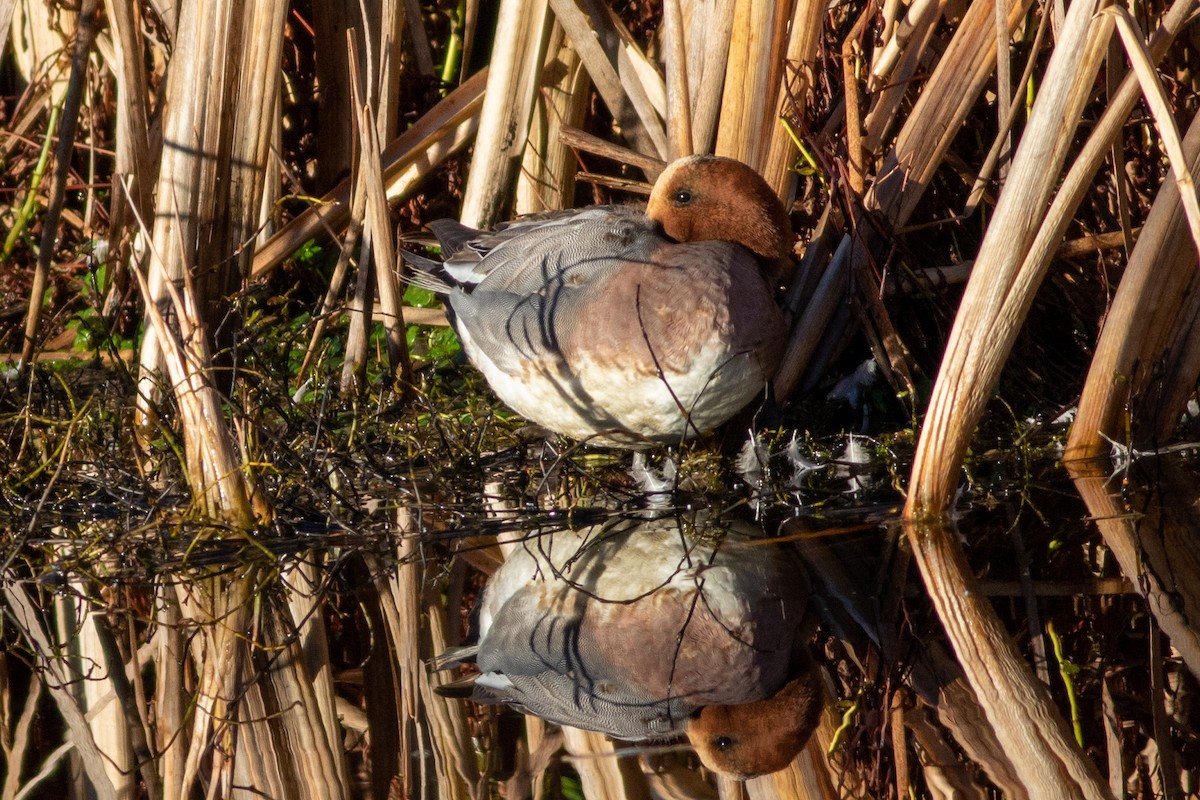 eBird Checklist - 3 Feb 2020 - Arcata Marsh--Butcher Slough log pond ...