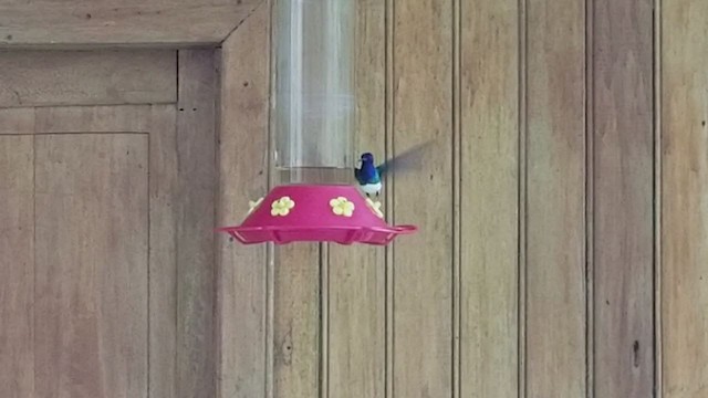 White-necked Jacobin - ML207163641