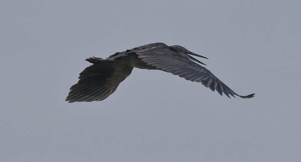 Great-billed Heron - ML207164311